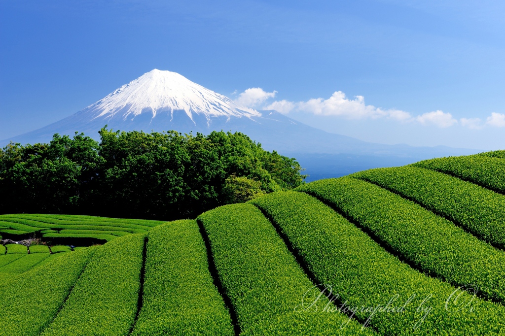 岩本山の茶畑の写真̌̎鮮やかな斜面̏ - 富士ע周辺エリア࿸静岡ݼ࿹̍