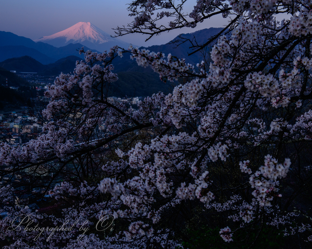 岩殿山から望む桜と富士山の夜ٮけの写真̌̎春靄の朝̏ - 大ٸע秀麗富嶽十二景・周辺山エリア࿸山梨ݼ࿹̍