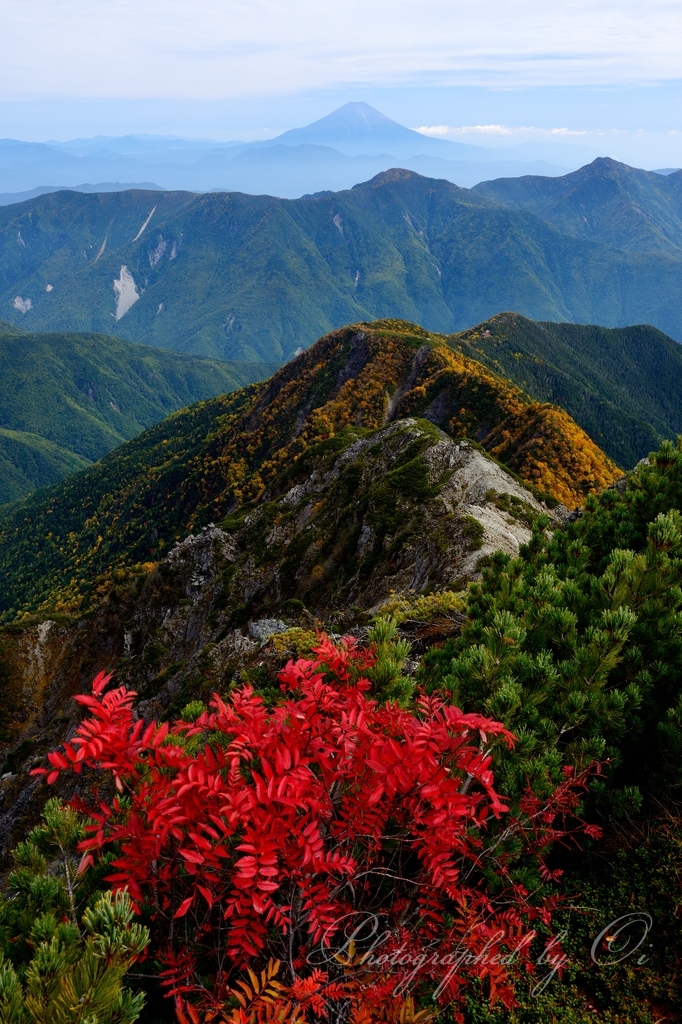 ׏赤石岳のナナカマドと富士山の写真̌̎稜線に彩る̏ - 南アルプス中・南部エリア࿸静岡ݼ・長野ݼ࿹̍