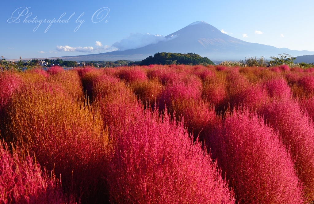 大石公園のコキアのߕ葉と富士山の写真̌̎モフモフパラダイス̏ - 河口湖・御坂周辺山エリア࿸山梨ݼ࿹̍