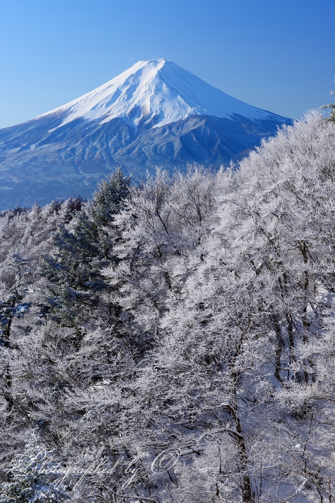 өつ峠山から望む樹氷と富士山の写真̌̎銀枝̏ - 河口湖・御坂周辺山エリア࿸山梨ݼ࿹̍