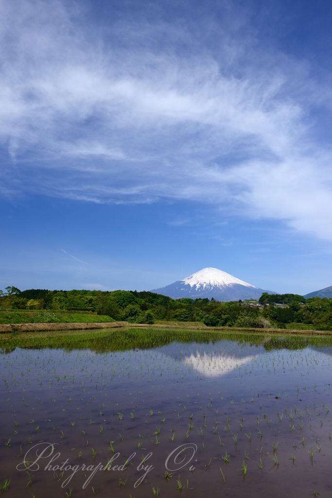 ׏山町の水田のआさ富士の写真̌̎白雲見Ӫげて̏ - 御殿場ע・׏山町エリア࿸静岡ݼ࿹̍