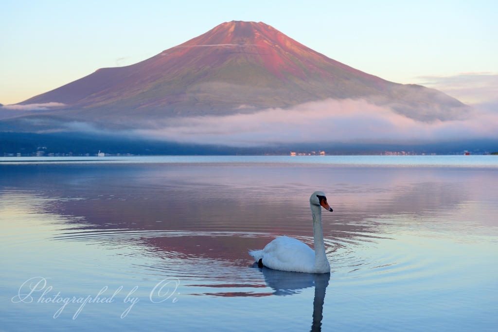 山中湖の白鳥と赤富士の写真̌̎調子はどうだい？̏ - 山中湖・忍野村・梨ヶ原エリア࿸山梨ݼ࿹̍