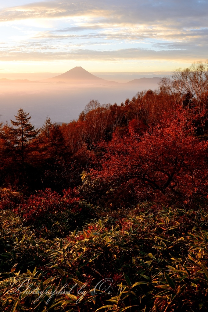甘利山のߕ葉と富士山の写真̌̎光の杜̏ - 南アルプス前衛エリア࿸山梨ݼ࿹̍