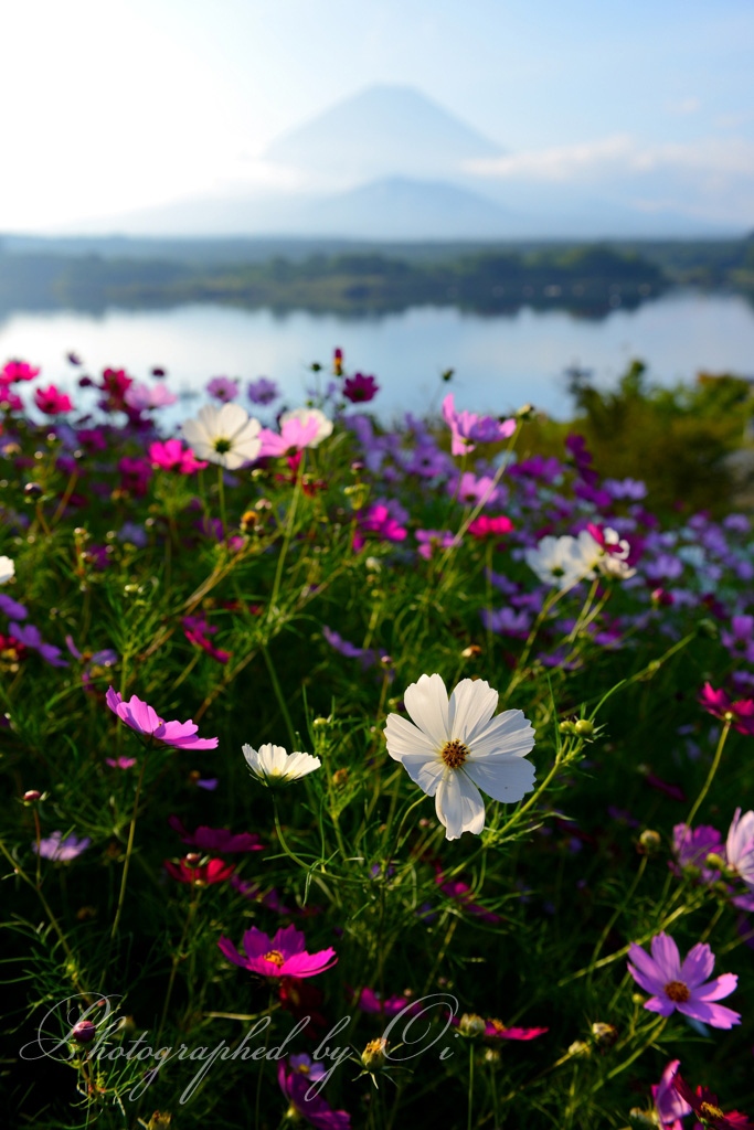 精進湖のコスモスと富士山の写真̌̎秋色薫る̏ - 精進湖・本栖湖・富士五湖西部周辺エリア࿸山梨ݼ࿹̍