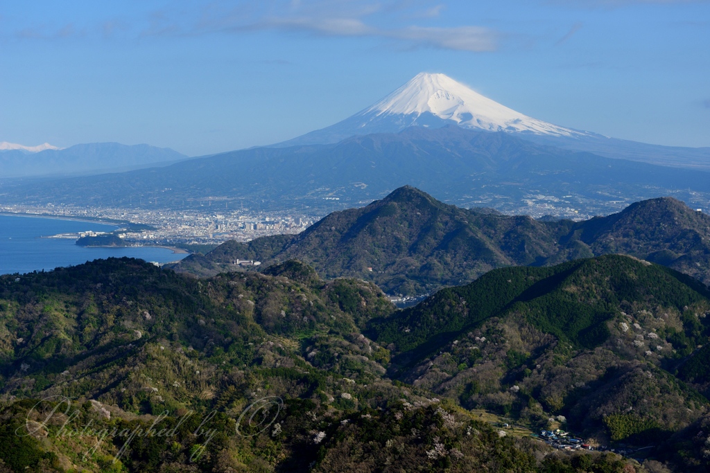 Ӻ豆の国パノラマパークの富士山の写真̌̎沼津アルプスの春̏ - 西Ӻ豆海岸・周辺山域エリア࿸静岡ݼ࿹̍