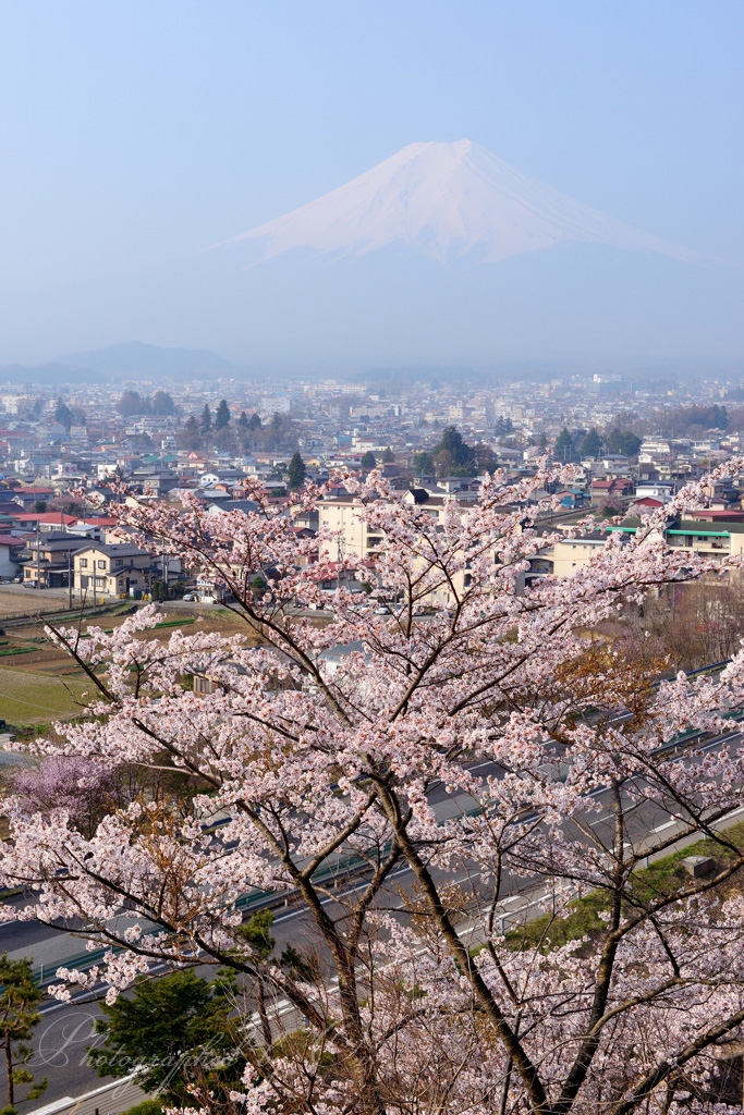 富士見孝徳公園の桜と富士山の写真̌̎この町の春̏ - 富士Չ田ע周辺エリア࿸山梨ݼ࿹̍