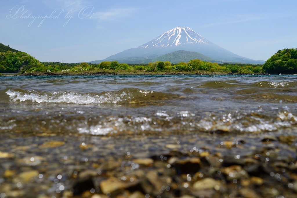 精進湖の新緑と富士山の写真̌̎新緑の水辺̏ - 精進湖・本栖湖・富士五湖西部周辺エリア࿸山梨ݼ࿹̍