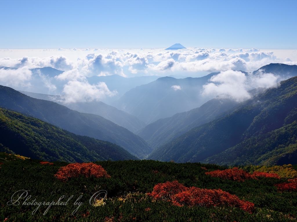 北岳のߕ葉と富士山と雲海の写真̌̎華咲く天空散策路̏ - 南アルプス北部エリア࿸山梨ݼ࿹̍