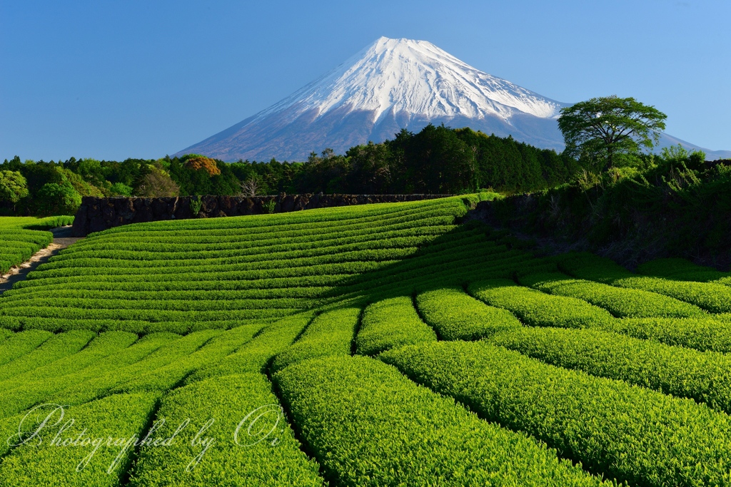 今宮の茶畑の写真̌̎新茶鮮やか̏ - 富士ע周辺エリア࿸静岡ݼ࿹̍