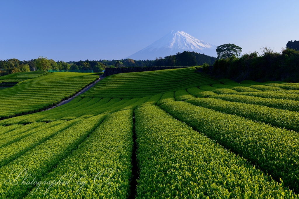 富士ע今宮の茶畑の写真̌̎新芽の絨毯̏ - 富士ע周辺エリア࿸静岡ݼ࿹̍