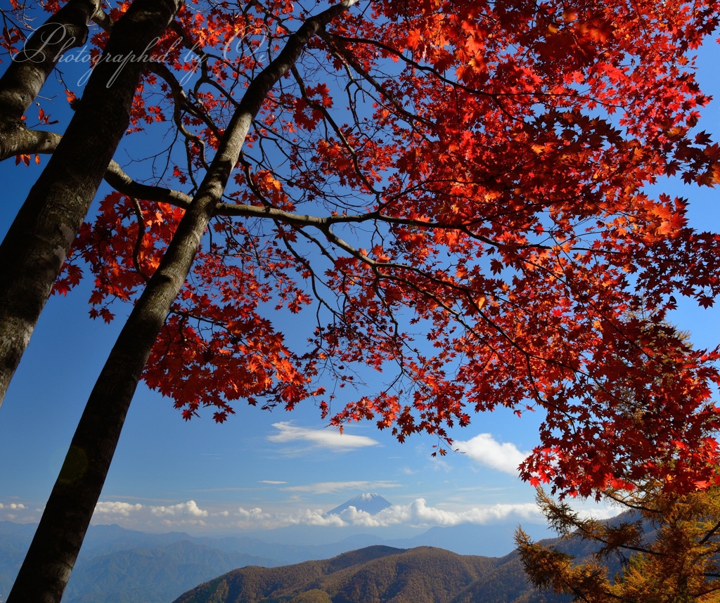 丸山林道のߕ葉と富士山の写真̌̎ߕの大翼̏ - 南アルプス前衛エリア࿸山梨ݼ࿹̍