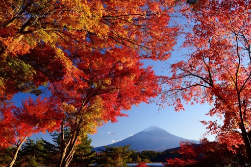 河口湖の紅葉と富士山の写真
