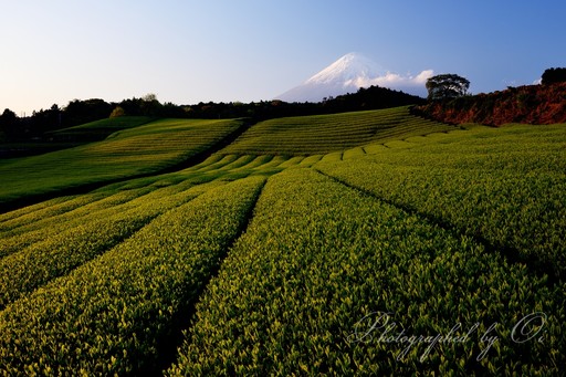 富士市・今宮の茶畑と富士山の写真