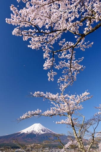 新倉山浅間公園から望む桜と富士山の写真