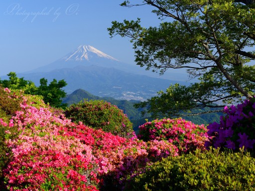 葛城山のツツジと富士山の写真