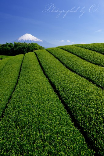岩本山の茶畑の写真