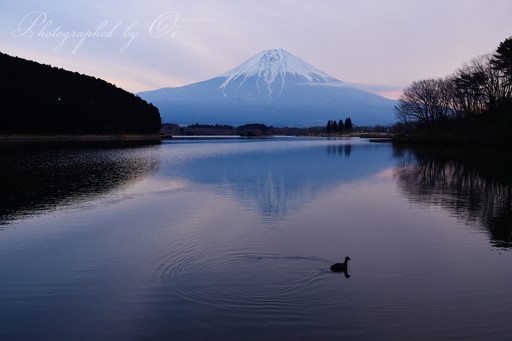 田貫湖より望む富士山と鴨の写真
