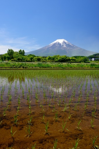 富士吉田市の水田と富士山の写真