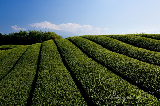 岩本山の茶畑と青空の写真