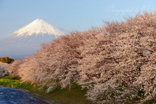 龍巌淵の桜と富士山の写真