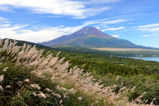 三国峠パノラマ台から望むススキと富士山の写真
