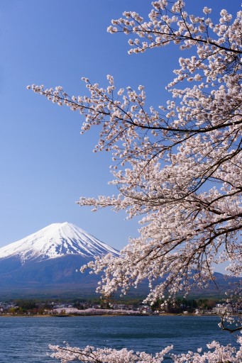 河口湖の桜と富士山の写真