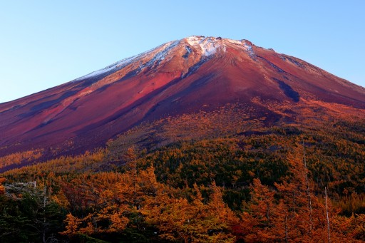 富士山奥庭からの紅富士とカラマツの紅葉の写真