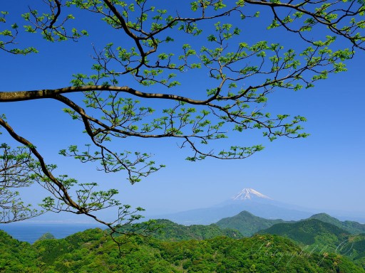 葛城山の新緑と富士山の写真