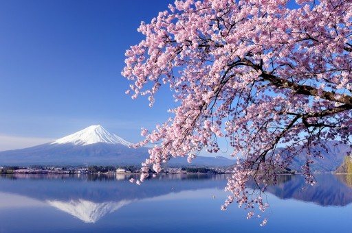 河口湖の桜と富士山（逆さ富士）の写真