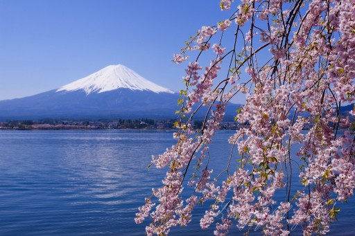 河口湖の桜の写真