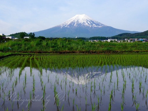 農村公園の水田逆さ富士の写真