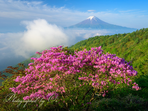 (三ツ峠山)三つ峠山荘前のミツバツツジと富士山と雲海の写真