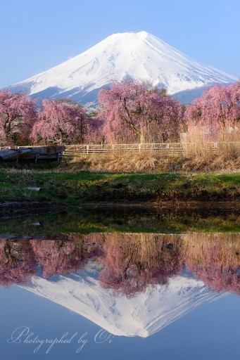 富士吉田の桜と逆さ富士の写真