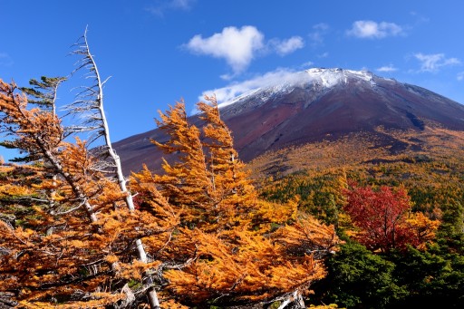 奥庭から望む富士山とカラマツの紅葉の写真