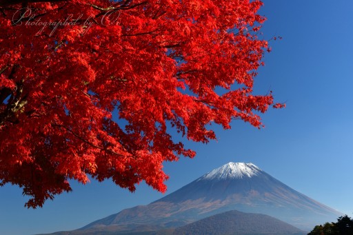 精進湖の紅葉と富士山の写真