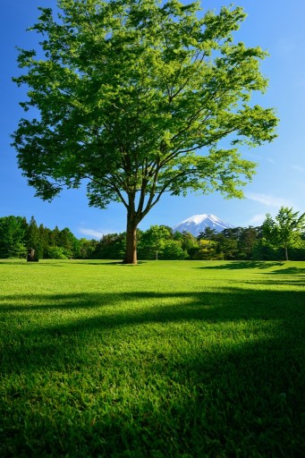 諏訪の森自然公園（パインズパーク）より望む新緑と富士山の写真