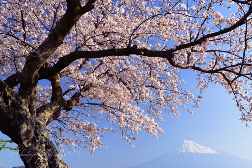 富士市雁公園の桜の写真