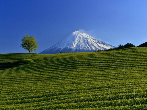 富士市今宮の茶畑より望む富士山の写真
