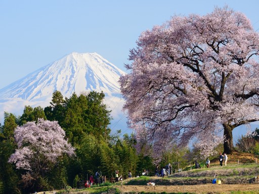 わに塚の桜と富士山の写真