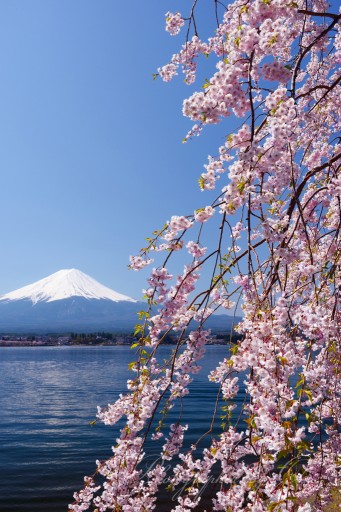 河口湖の桜の写真