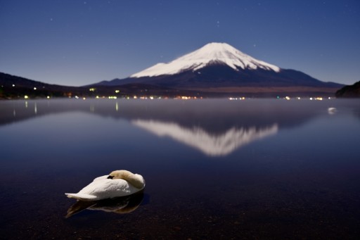山中湖の眠る白鳥と夜の富士山の写真