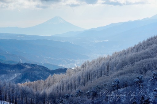 高ボッチの霧氷と富士山の写真