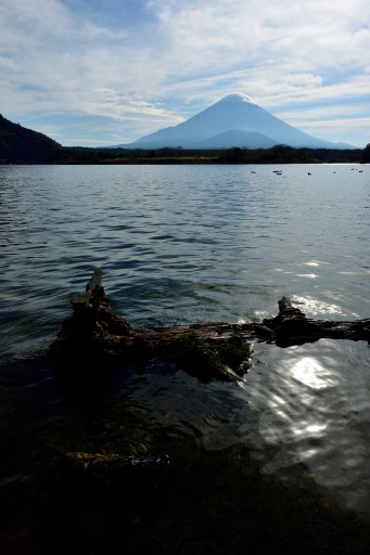 精進湖の流木と富士山の写真