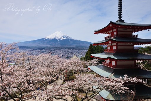 新倉山浅間公園・忠霊塔から望む満開の桜と富士山の写真