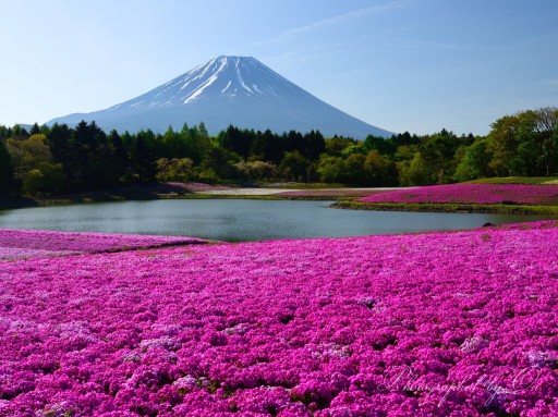 本栖湖リゾートの芝桜と富士山の写真