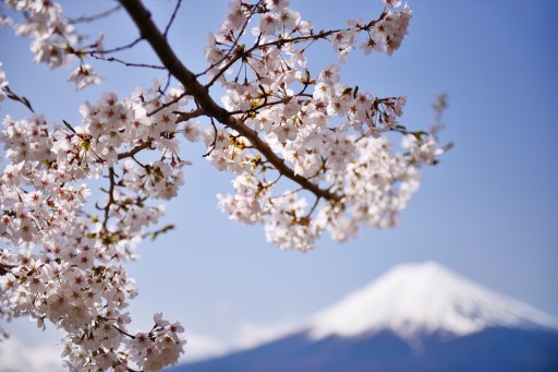 新倉山浅間公園の桜と富士山の写真