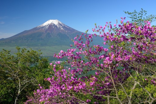 杓子山のミツバツツジと富士山の写真
