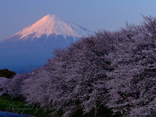 龍巌淵の桜と紅富士の写真