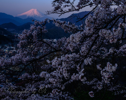 岩殿山から望む桜と富士山の夜明けの写真